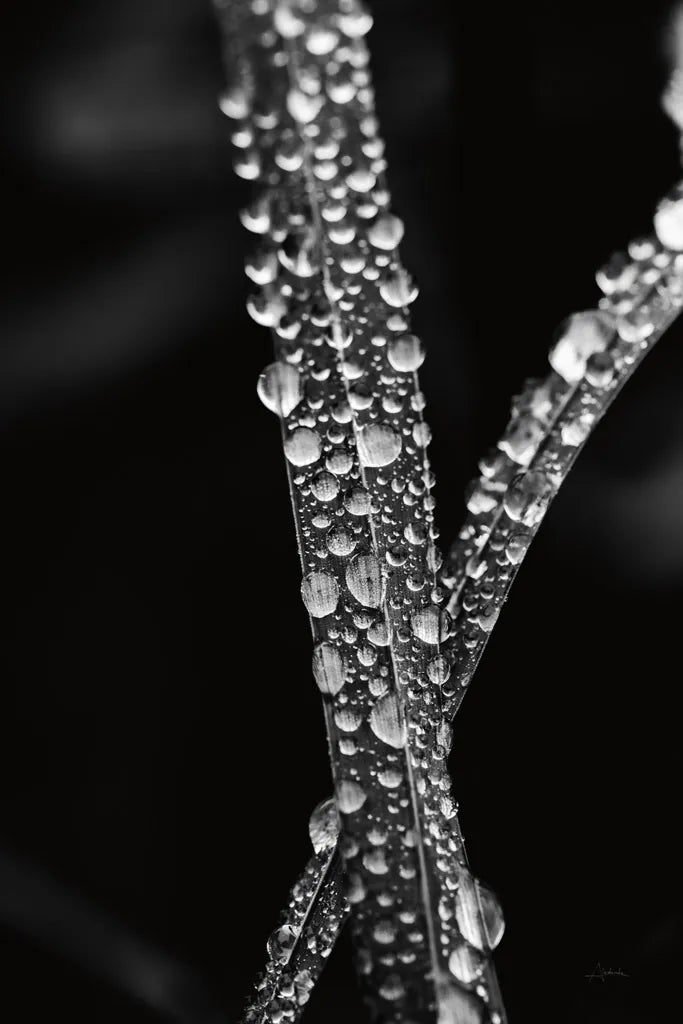 Water Droplets by Aledanda. SKU 55304h. Archival Giclee Fine art print for wall decor.