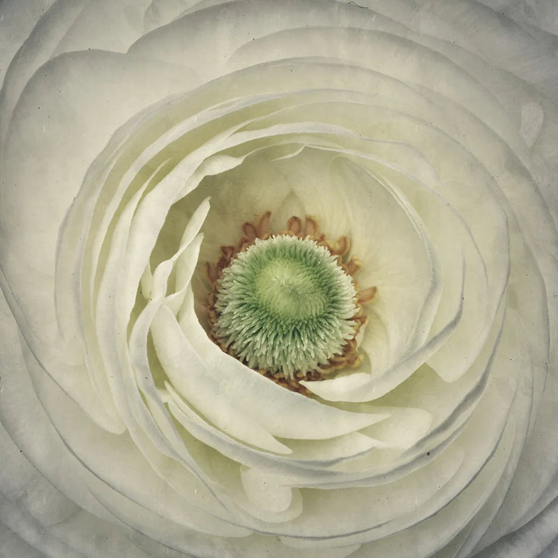 White Peony by Aledanda. SKU 37450a. Archival Giclee Fine art print for wall decor.