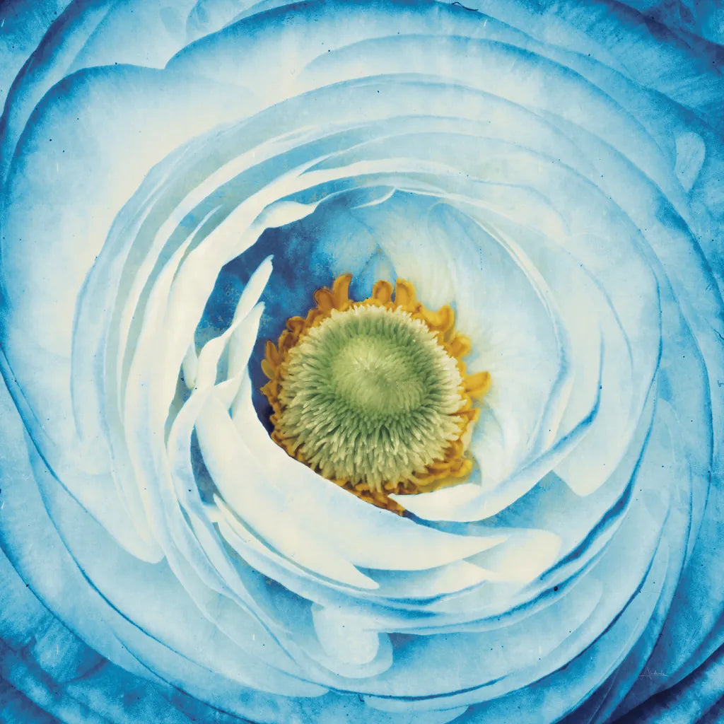 White Peony with Blue by Aledanda. SKU 45211a. Archival Giclee Fine art print for wall decor.