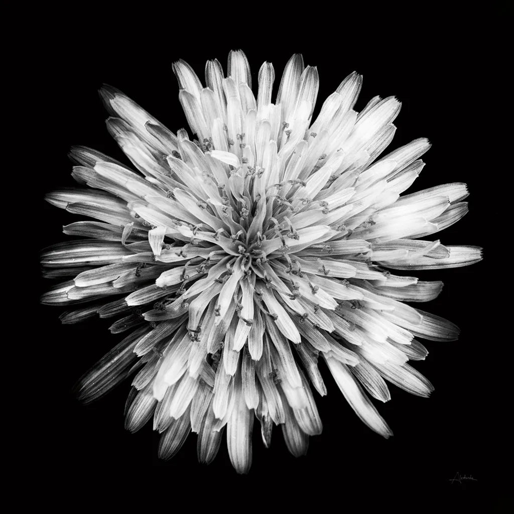 Yellow Flower I by Aledanda. SKU 55260a. Archival Giclee Fine art print for wall decor.