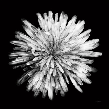 Yellow Flower I by Aledanda. SKU 55260a. Archival Giclee Fine art print for wall decor.