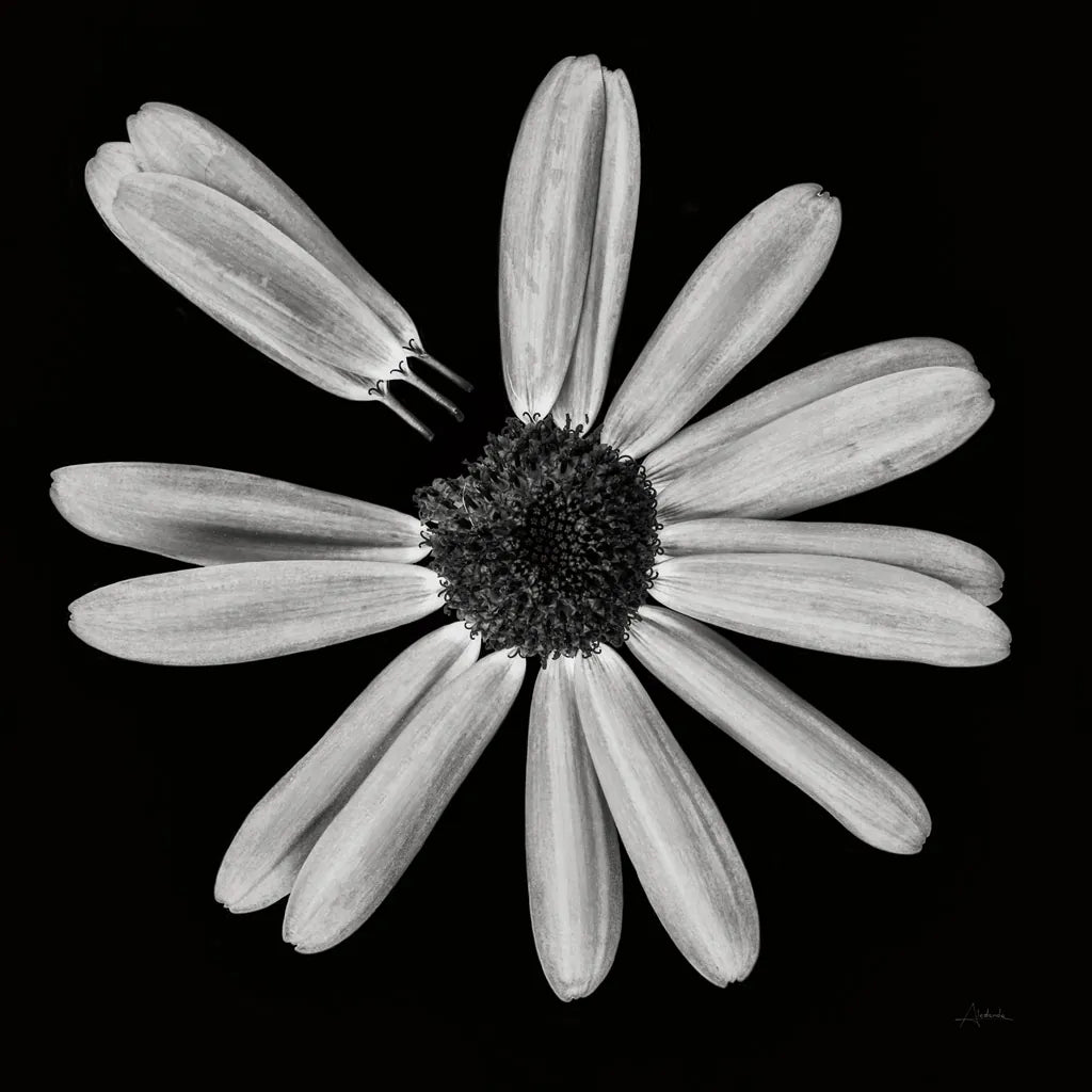 Yellow Flower IV by Aledanda. SKU 55263a. Archival Giclee Fine art print for wall decor.