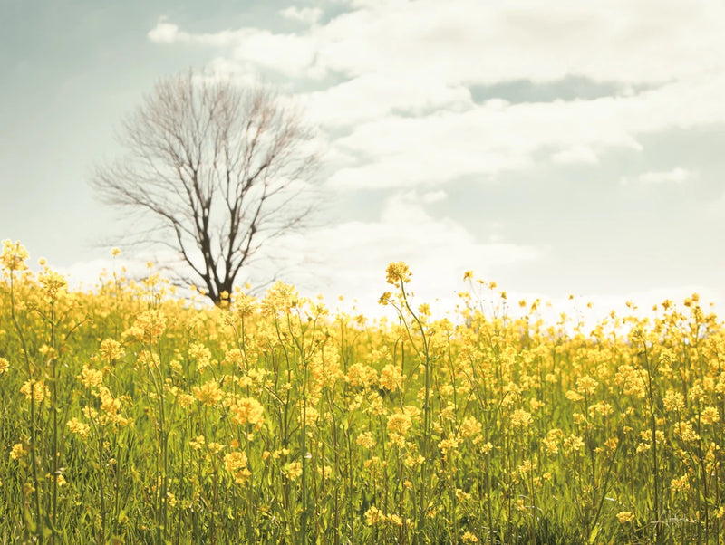 Yellow Meadow by Aledanda