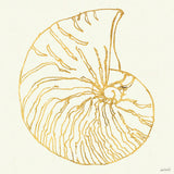 Coastal Breeze Shell Sketches VII by Anne Tavoletti. SKU 22652a. Archival Giclee Fine art print for wall decor.