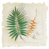 Botanical Study II Light by Avery Tillmon. SKU 47398a. Archival Giclee Fine art print for wall decor.