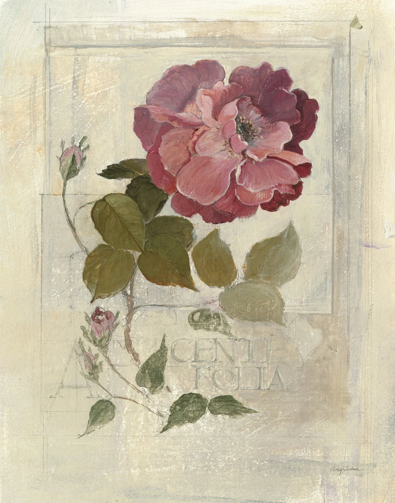 Centifolia Rose Crop by Avery Tillmon