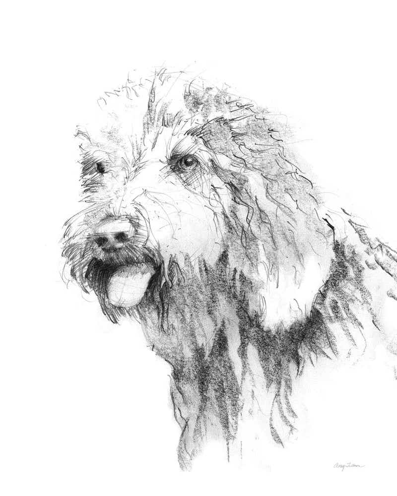 Goldendoodle Sketch by Avery Tillmon