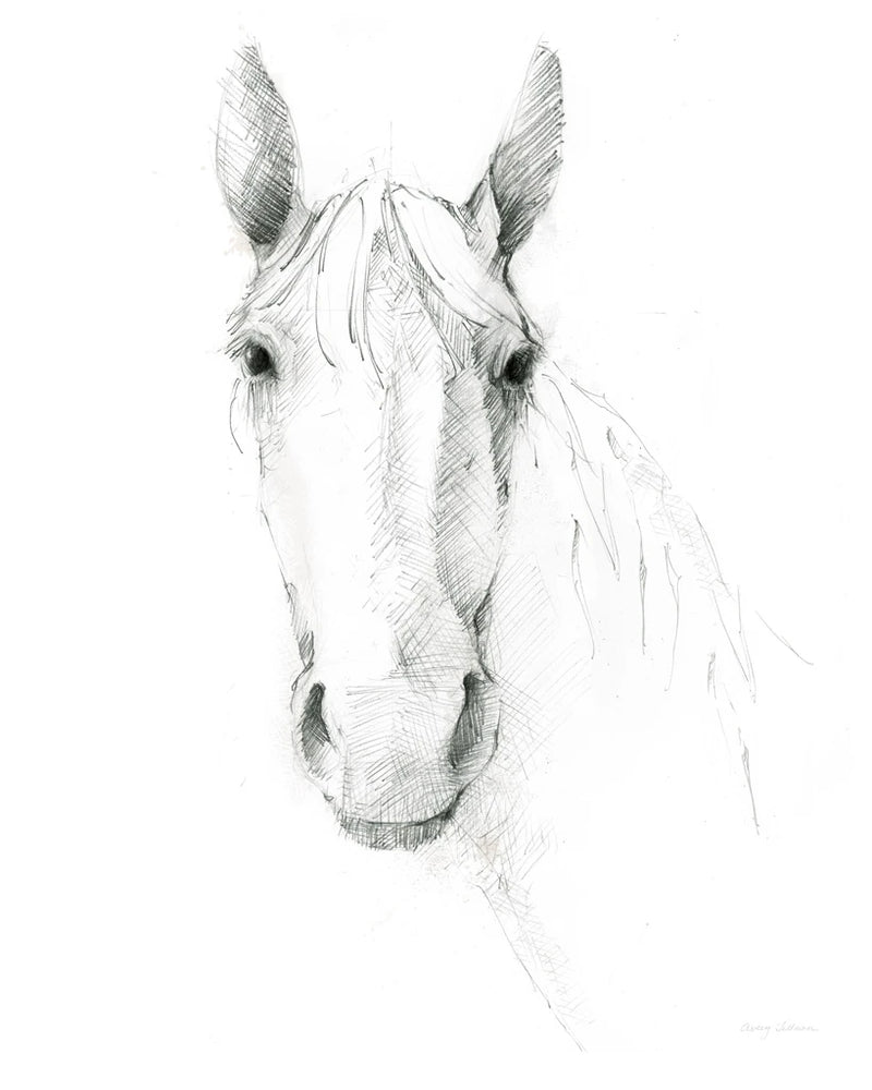Horse Sketch by Avery Tillmon
