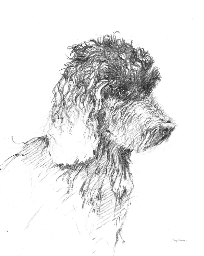 Labradoodle Sketch by Avery Tillmon