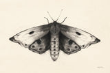 Moth I by Avery Tillmon. SKU 76814i. Archival Giclee Fine art print for wall decor.