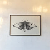Moth I by Avery Tillmon. shown as a paper print in a black flame. Available as a archival giclee rolled canvas, fine art paper, or poster print. SKU 76814i.