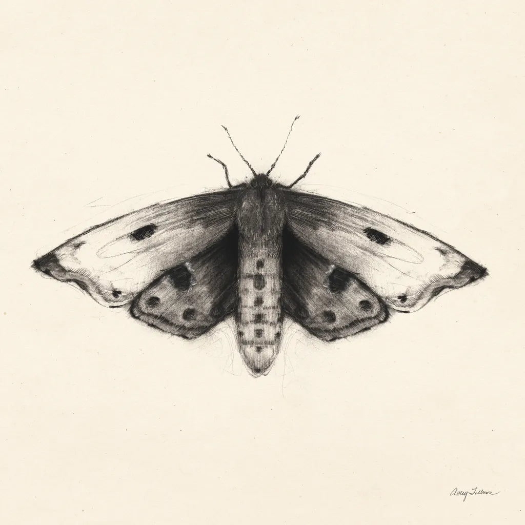 Moth I Sq by Avery Tillmon. SKU 85902a. Archival Giclee Fine art print for wall decor.