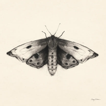 Moth I Sq by Avery Tillmon. SKU 85902a. Archival Giclee Fine art print for wall decor.