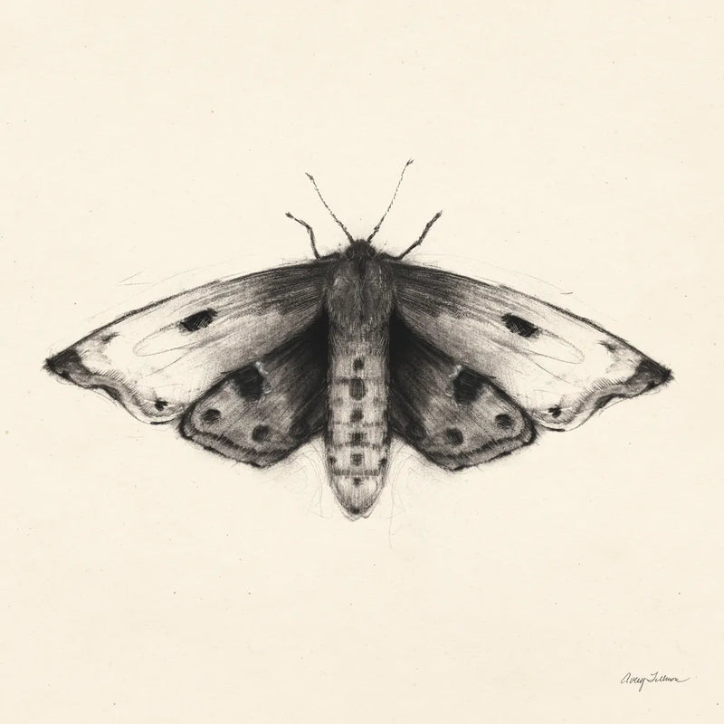 Moth I Sq by Avery Tillmon. SKU 85902a. Archival Giclee Fine art print for wall decor.