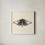 Moth I Sq by Avery Tillmon. Shown in a crisp white glass frame for a clean and minimalist style. Available as an archival giclee rolled canvas, fine art paper, or poster print. SKU 85902a.