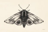 Moth II by Avery Tillmon. SKU 76815i. Archival Giclee Fine art print for wall decor.
