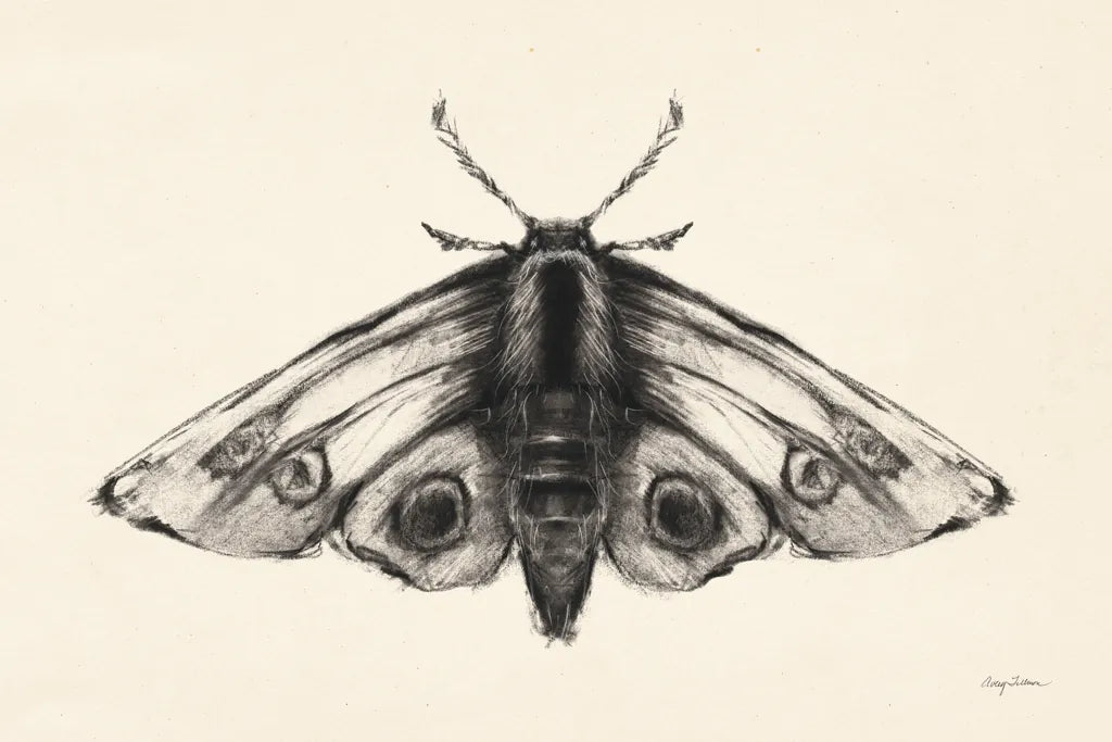 Moth II by Avery Tillmon. SKU 76815i. Archival Giclee Fine art print for wall decor.