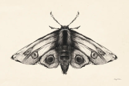Moth II by Avery Tillmon. SKU 76815i. Archival Giclee Fine art print for wall decor.
