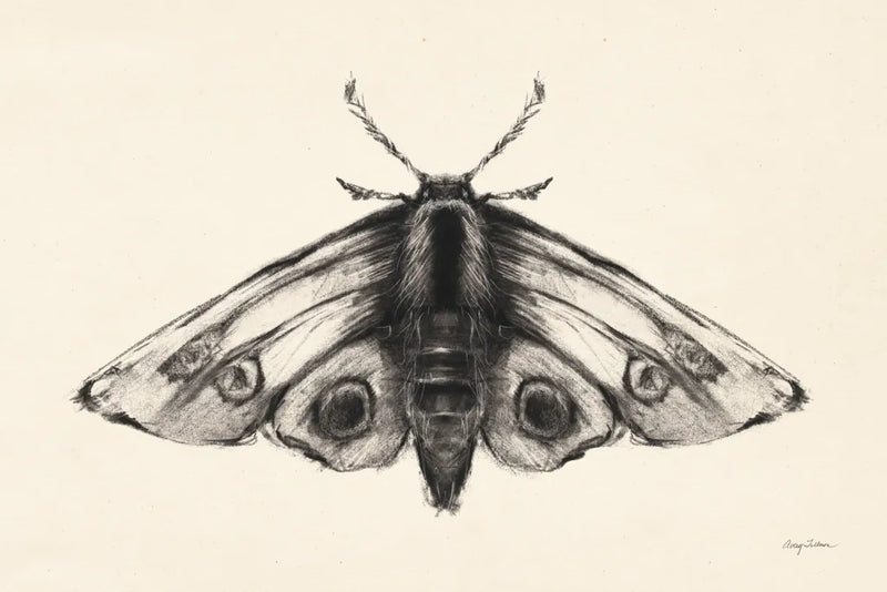 Moth II by Avery Tillmon. SKU 76815i. Archival Giclee Fine art print for wall decor.