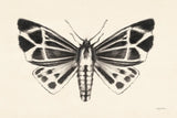 Moth III by Avery Tillmon. SKU 76816i. Archival Giclee Fine art print for wall decor.
