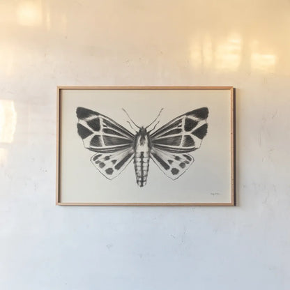 Moth III by Avery Tillmon. shown as a paper print in a natural frame. Available as a archival giclee rolled canvas, fine art paper, or poster print. SKU 76816i.