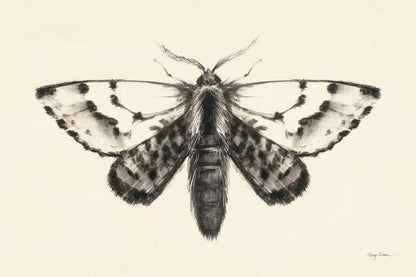 Moth IV by Avery Tillmon. SKU 76817i. Archival Giclee Fine art print for wall decor.