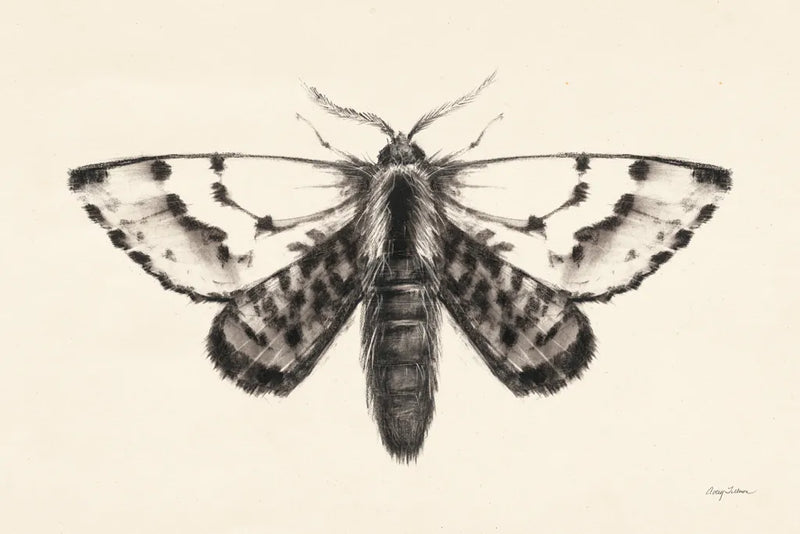 Moth IV by Avery Tillmon. SKU 76817i. Archival Giclee Fine art print for wall decor.