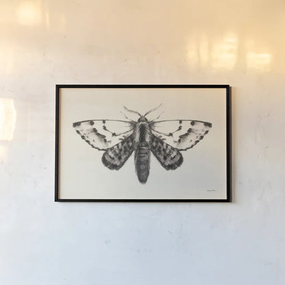 Moth IV by Avery Tillmon. shown as a paper print in a black flame. Available as a archival giclee rolled canvas, fine art paper, or poster print. SKU 76817i.