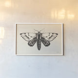 Moth IV by Avery Tillmon. shown as a paper print in a white frame. Available as a archival giclee rolled canvas, fine art paper, or poster print. SKU 76817i.