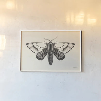 Moth IV by Avery Tillmon. shown as a paper print in a white frame. Available as a archival giclee rolled canvas, fine art paper, or poster print. SKU 76817i.