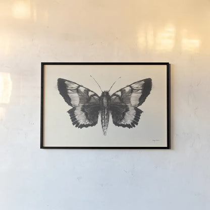 Moth V by Avery Tillmon. shown as a paper print in a black flame. Available as a archival giclee rolled canvas, fine art paper, or poster print. SKU 76818i.