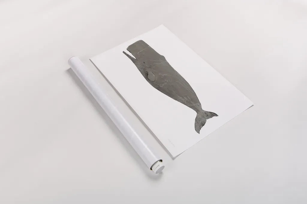 Whale on White by Avery Tillmon. shown as a rolled paper print. Available as archival giclee rolled canvas, fine art paper, or poster print. SKU 65529i.