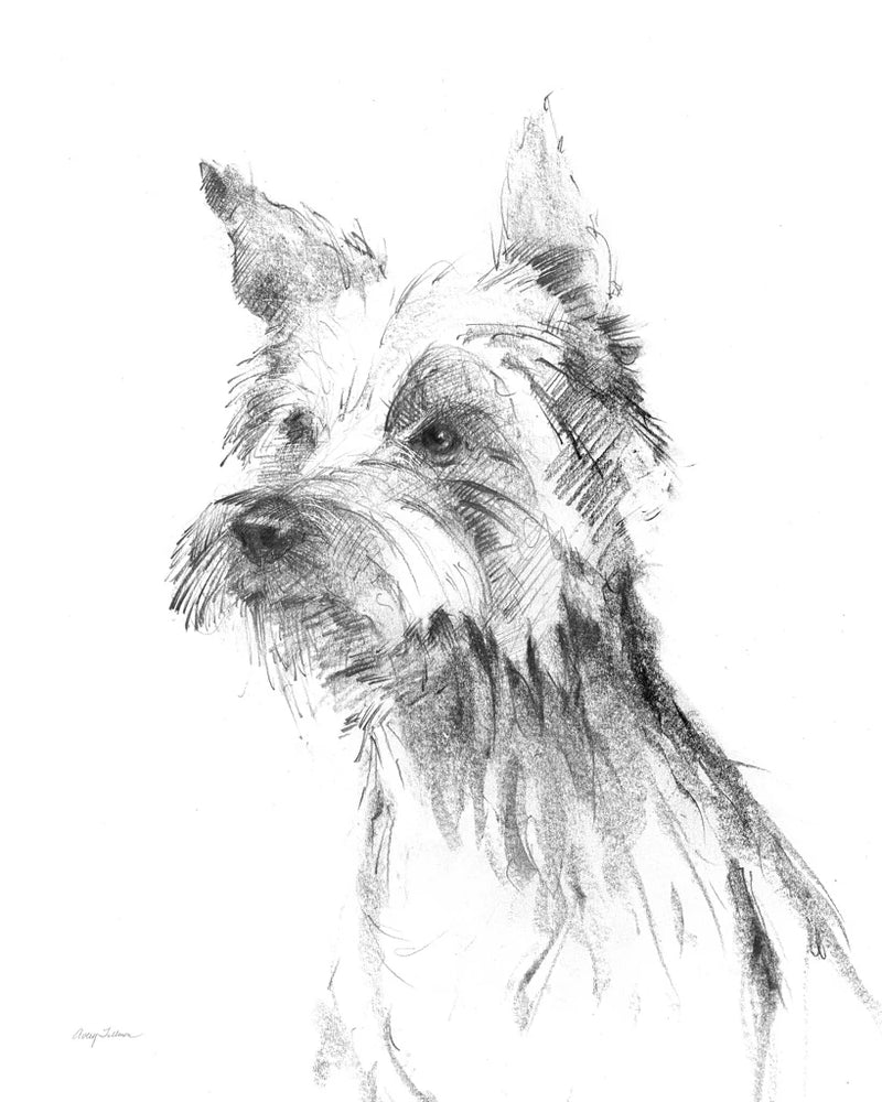 Yorkshire Terrier Sketch by Avery Tillmon