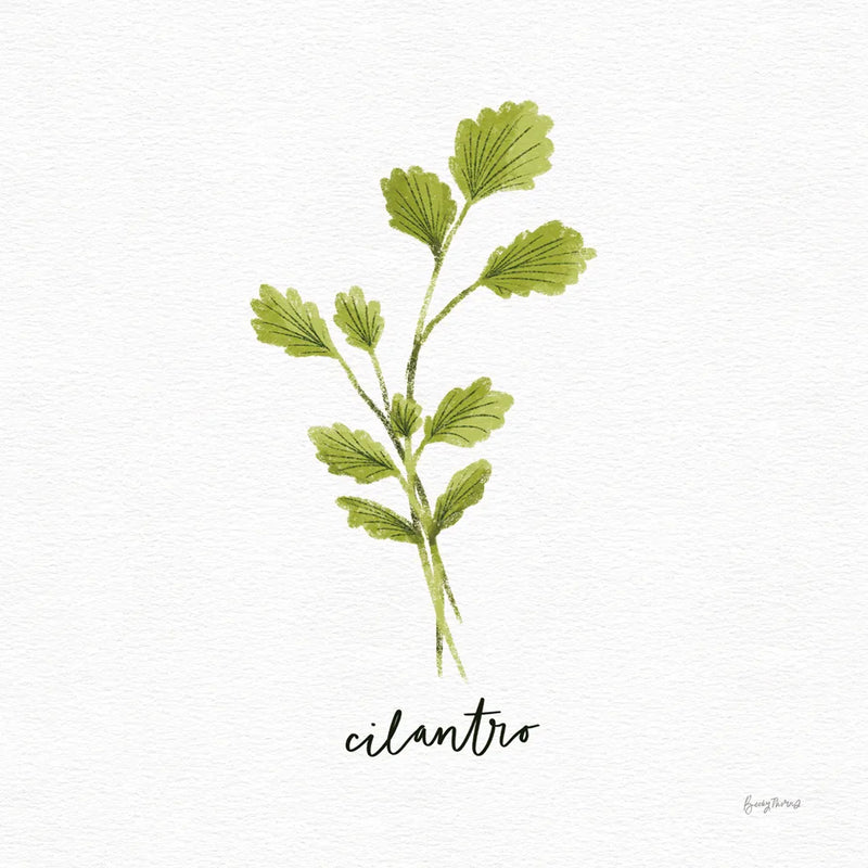 Herbs IV White by Becky Thorns. SKU 64692a. Archival Giclee Fine art print for wall decor.