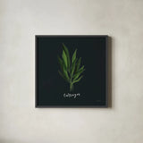 Herbs V Black by Becky Thorns. Shown in a sleek black glass frame for a contemporary gallery look. Available as an archival giclee rolled canvas, fine art paper, or poster print. SKU 64686a.