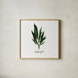 Herbs V White by Becky Thorns. Shown in a natural wood glass frame for a timeless modern aesthetic. Available as an archival giclee rolled canvas, fine art paper, or poster print. SKU 64693a.