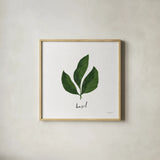 Herbs VI White by Becky Thorns. Shown in a natural wood glass frame for a timeless modern aesthetic. Available as an archival giclee rolled canvas, fine art paper, or poster print. SKU 64694a.