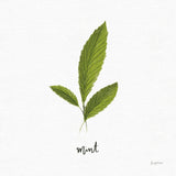 Herbs VII White by Becky Thorns. SKU 64695a. Archival Giclee Fine art print for wall decor.