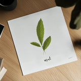 Herbs VII White by Becky Thorns. Shown as a detailed flat fine art print, highlighting archival giclee quality. Available as an archival giclee rolled canvas, fine art paper, or poster print. SKU 64695a.