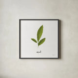 Herbs VII White by Becky Thorns. Shown in a sleek black glass frame for a contemporary gallery look. Available as an archival giclee rolled canvas, fine art paper, or poster print. SKU 64695a.