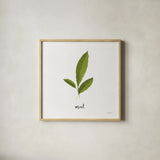 Herbs VII White by Becky Thorns. Shown in a natural wood glass frame for a timeless modern aesthetic. Available as an archival giclee rolled canvas, fine art paper, or poster print. SKU 64695a.