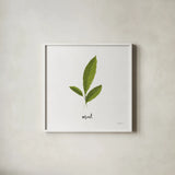 Herbs VII White by Becky Thorns. Shown in a crisp white glass frame for a clean and minimalist style. Available as an archival giclee rolled canvas, fine art paper, or poster print. SKU 64695a.