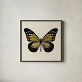 Belindas Butterfly on Cream III by Belinda Aldrich. Shown in a sleek black glass frame for a contemporary gallery look. Available as an archival giclee rolled canvas, fine art paper, or poster print. SKU 102306a.