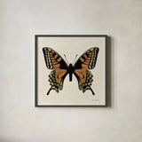 Belindas Butterfly on Cream IV by Belinda Aldrich. Shown in a sleek black glass frame for a contemporary gallery look. Available as an archival giclee rolled canvas, fine art paper, or poster print. SKU 102307a.