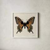 Belindas Butterfly on Cream IV by Belinda Aldrich. Shown in a crisp white glass frame for a clean and minimalist style. Available as an archival giclee rolled canvas, fine art paper, or poster print. SKU 102307a.