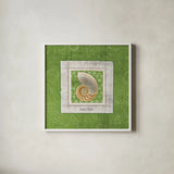 Sea Shell II by Belinda Aldrich. Shown in a crisp white glass frame for a clean and minimalist style. Available as an archival giclee rolled canvas, fine art paper, or poster print. SKU 32964a.