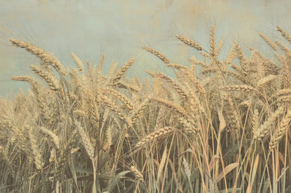 Gold Harvest by Ben Richard. SKU 52752i. Archival Giclee Fine art print for wall decor.