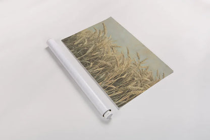 Gold Harvest by Ben Richard. shown as a rolled paper print. Available as archival giclee rolled canvas, fine art paper, or poster print. SKU 52752i.