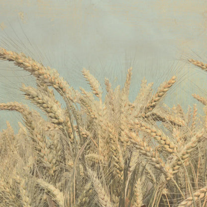Gold Harvest Crop by Ben Richard. SKU 52752a. Archival Giclee Fine art print for wall decor.