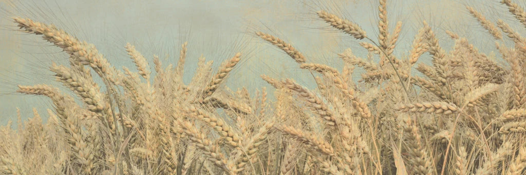 Gold Harvest Crop by Ben Richard